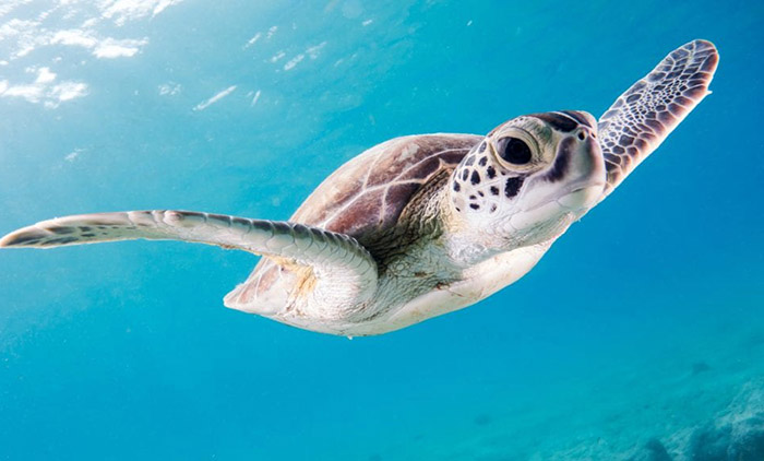 tortoise in water image free from plastics breathe better air
